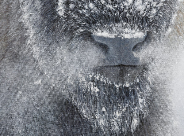 Limited Edition Giclee Canvas Print of an American Bison in winter snow, titled 'Reverence' by wildlife artist James Corwin. Yellowstone buffalo art. Detail of breathe and mist around nose.