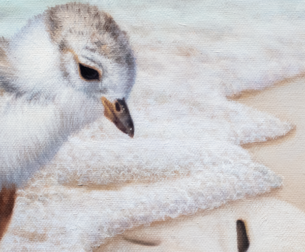 Baby plover chick finds a sand dollar on a beach uncovered by waves and sea foam from the ocean. An oil painting by wildlife artist James Corwin. Detail of the piping plover sandpiper.