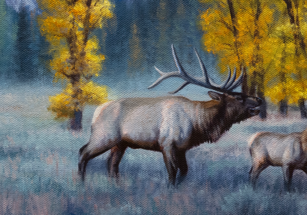 A western oil painting of elk in a field with Bitterroot mountains, Trapper Peak and yellow fall cottonwood trees in the background. Limited Edition canvas giclee print by wildlife artist James Corwin, based in Montana. This is also a Montana license plate.