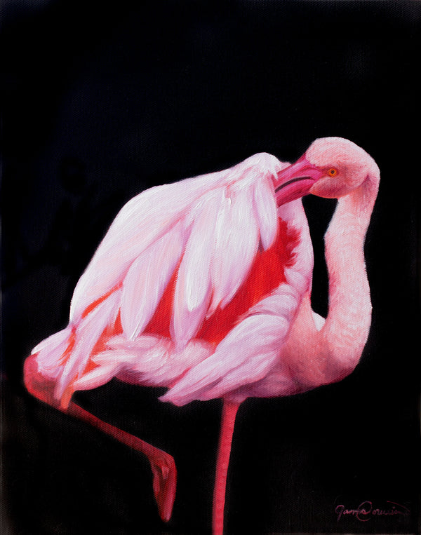 A painting of a pink flamingos on black background presented as canvas prints by wildlife artist James Corwin.