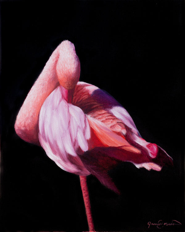 A painting of a pink flamingos on black background presented as canvas prints by wildlife artist James Corwin.
