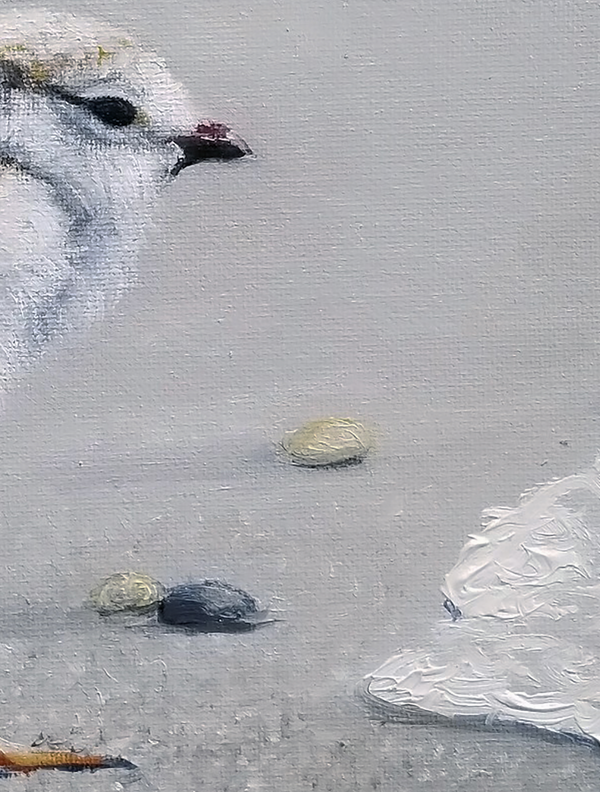 A canvas print of a curious Piping Plover chick standing on a seashore with ocean waves in the background by wildlife artist James Corwin.