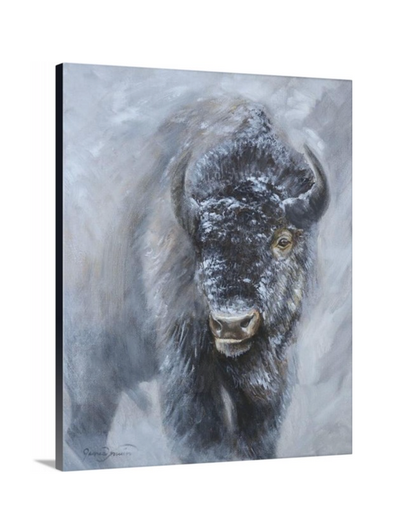 A portrait of an american bison oil painting western art print by wildlife artist James Corwin.