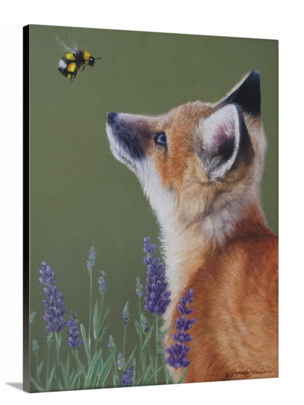 A canvas print depicting a baby fox in profile, looking upwards at a bumblebee in a field of lavender by wildlife artist James Corwin.