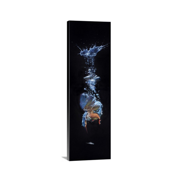A kingfisher diving in water to catch a minnow fish. Canvas giclee print of an oil painting by wildlife artist James Corwin.