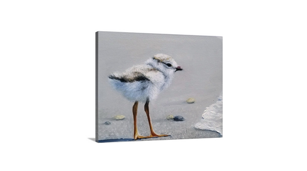 A canvas print of a curious Piping Plover chick standing on a seashore with ocean waves in the background by wildlife artist James Corwin.