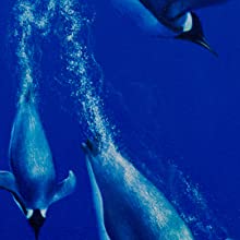 द ब्लू एंजल्स - फर्स्ट इन सीरीज़