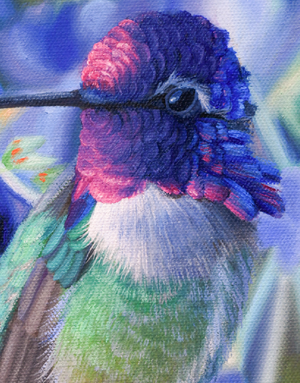 An oil painting of a costas hummingbird in desert indigo bush as a limited edition giclee canvas print by wildlife artist James Corwin.