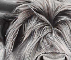 A limited edition giclee canvas print featuring two highland cows in a natural landscape with a predominantly gray and white color palette. Detail of Cow Hair.