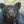 Bumblebee Bear by wildlife artist James Corwin. A Painting of a black bear with a colorful textured background.