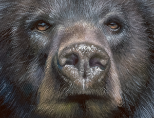 Bumblebee Bear - Open Edition Print