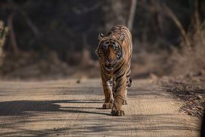 Tigers of India - April 2027