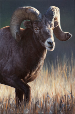 Ram Study II - Open Edition