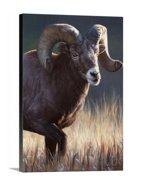 Ram Study II - Open Edition