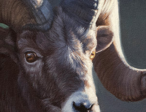 Ram Study II - Open Edition
