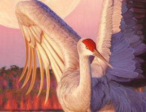 A canvas print from an oil painting featuring a dancing sandhill crane in mid-flight against a backdrop of a setting sun and a full moon in a colorful wetland. Wildlife art by James Corwin artist.