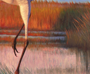 A canvas print from an oil painting featuring a dancing sandhill crane in mid-flight against a backdrop of a setting sun and a full moon in a colorful wetland. Wildlife art by James Corwin artist.