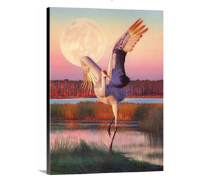 A canvas print from an oil painting featuring a dancing sandhill crane in mid-flight against a backdrop of a setting sun and a full moon in a colorful wetland. Wildlife art by James Corwin artist.
