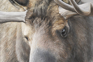 The sentinel bull moose oil painting by wildlife artist James Corwin based in Montana as a limited edition giclee canvas print.