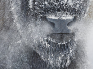 Limited Edition Giclee Canvas Print of an American Bison in winter snow, titled 'Reverence' by wildlife artist James Corwin. Yellowstone buffalo art. Detail of breathe and mist around nose.