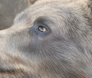 An oil painting of a grizzly bear looking at a rufous hummingbird as a limited edition giclee canvas print by wildlife artist James Corwin.