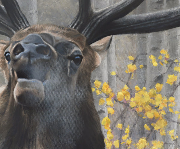 An oil painting canvas print of a bull elk in an aspen tree forest with fall colors by wildlife artist James Corwin.