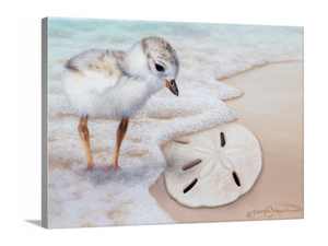 Baby plover chick finds a sand dollar on a beach uncovered by waves and sea foam from the ocean. An oil painting by wildlife artist James Corwin. Giclee canvas print wall decor