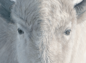 An oil painting of the sacred white bison as a limited edition canvas print by wildlife artist James Corwin based in Montana. Native American art inspired.