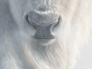 An oil painting of the sacred white bison as a limited edition canvas print by wildlife artist James Corwin based in Montana. Native American art inspired.