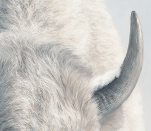 An oil painting of the sacred white bison as a limited edition canvas print by wildlife artist James Corwin based in Montana. Native American art inspired.