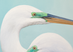 An oil painting of two great white egrets with a seafoam green background. Limited Edition Giclee Canvas Print by wildlife artist James Corwin.
