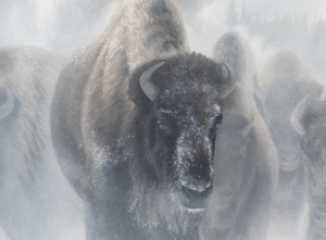 A canvas print depicting a herd of Yellowstone bison in a misty snowy landscape. Oil painting artwork 'Giants in the Mist IV' by wildlife artist James Corwin.