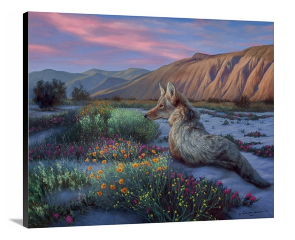 A canvas print painting featuring a realistic depiction of a coyote in a desert wildflower field during sunset by wildlife artist James Corwin.