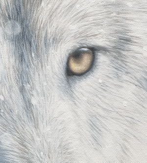 A canvas print featuring a wolf in snow, with a blurred background by wildlife artist James Corwin.