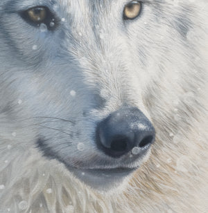 A canvas print featuring a wolf in snow, with a blurred background by wildlife artist James Corwin.