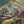 A canvas print titled 'A Secret Spot' by wiildlife artist James Corwin, depicting a vibrant river scene with multiple cutthroat trout swimming in the water, surrounded by yellowing tamaracks and a clear blue sky. Montana art.