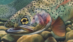 A canvas print titled 'A Secret Spot' by wiildlife artist James Corwin, depicting a vibrant river scene with multiple cutthroat trout swimming in the water, surrounded by yellowing tamaracks and a clear blue sky. Montana art.