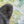 Bumblebee Bear by wildlife artist James Corwin. A Painting of a black bear with a colorful textured background. Detail of palette knife texture.