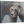 grizzly bear limited edition print wildlife art butterfly painting by james corwin fine art