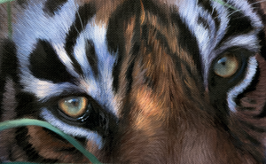 The Eyes of a Tiger