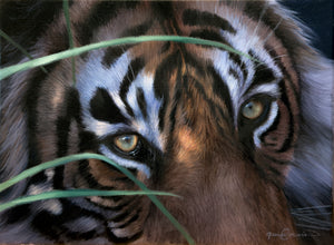 The Eyes of a Tiger