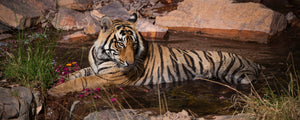 Tigers of India - April 2027