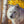 A canvas print depicting a white wolf under a cluster of golden aspen leaves by wildlife artist James Corwin.