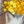 A canvas print depicting a white wolf under a cluster of golden aspen leaves by wildlife artist James Corwin.