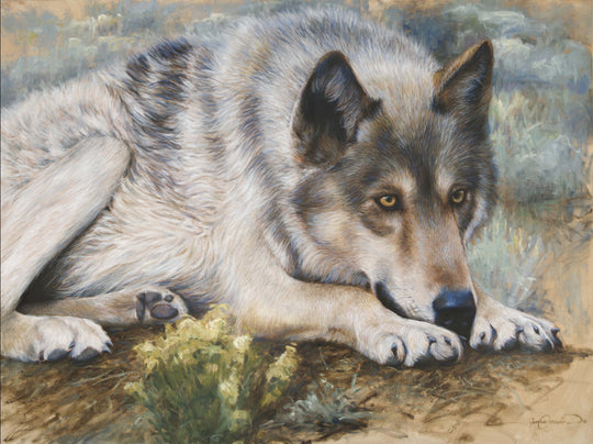 a grey wolf watches prey original oil painting wildlife art by james corwin
