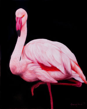 A painting of a pink flamingos on black background presented as canvas prints by wildlife artist James Corwin.