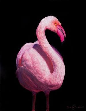 A painting of a pink flamingos on black background presented as canvas prints by wildlife artist James Corwin.