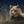 grizzly bear monarch butterfly wildlife oil painting fine art by james corwin artist