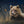 Wildlife Note Cards - Mixed Pack of 3 (Limit 1)