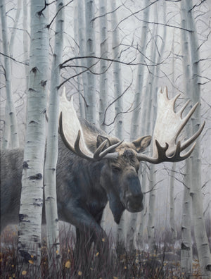 A canvas print of a bull moose in a winter aspen forest setting. Montana Oil painting by wildlife artist James Corwin.